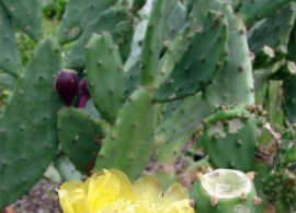 opuntia-robusta-feigenkaktus (1)